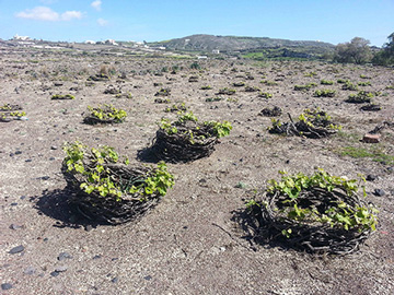 Santorini vines