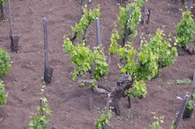 Alberello vine training